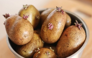 Dấu hiệu cho thấy khoai tây có thể chứa độc