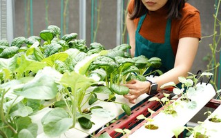 3 cách trồng rau tại nhà đơn giản, hiệu quả, lại không quá tốn diện tích