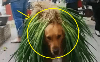 Đưa chó Golden “hướng nội” đi mua rau, 15 phút sau cả chợ cười như nắc nẻ trước cảnh tượng này