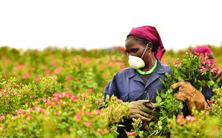 Ngành công nghiệp hoa toàn cầu nhanh chóng phục hồi sau đại dịch