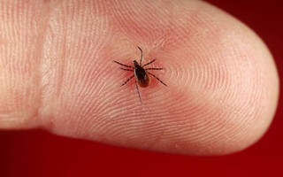 Những điều cần biết về bệnh Lyme