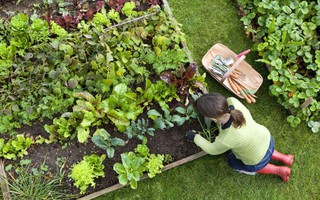 6 loại rau củ rất thích hợp để trồng trong vườn nhà