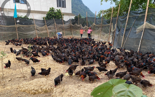 Hợp tác xã Kim Ngân Lượng (Hà Giang): Hiệu quả từ liên kết trồng trọt chăn nuôi