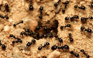 Nghiên cứu về đàn "kiến lười": Chiều sâu suy nghĩ quyết định tầm cao cuộc đời