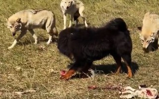 Bi kịch của chó ngao Tây Tạng 