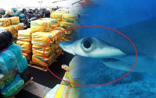 Giới khoa học cảnh báo về hiện tượng cá mập có thể “nghiện ma túy”