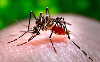Các triệu chứng sốt xuất huyết Dengue so với sốt Chikungunya khác nhau như thế nào?