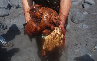 Cá voi chết dạt vào bờ biển, các nhà nghiên cứu mổ bụng phát hiện "hòn đá", hóa ra là báu vật 