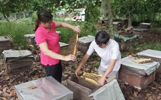 Khởi nghiệp với mật ong hoa chôm chôm của vùng trái cây Long Khánh