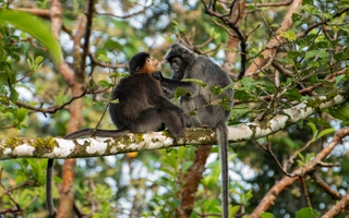 Con người chính là nguyên nhân khiến cho loài khỉ lai bí ẩn" xuất hiện ở đảo Borneo?