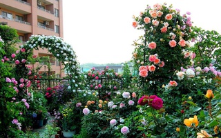 Khu vườn hoa hồng trĩu bông trên sân thượng của cô sinh viên
