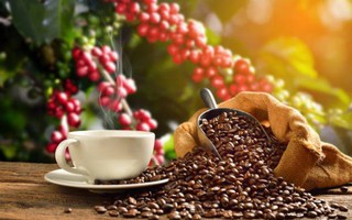 Hợp tác xã Ara - Tay Coffee nâng cao giá trị sản phẩm cà phê Sơn La