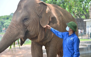 Lãnh đạo Vườn thú Hà Nội thông tin mới về 2 con voi bị xích chân