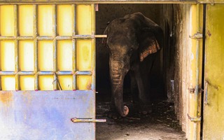 Phát hiện thêm voi ở Thiên Đường Bảo Sơn cũng bị xích, nhốt 