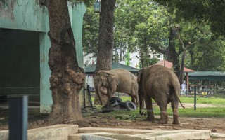 Sự thật về thông tin “Vườn thú Hà Nội chỉ còn duy nhất một chú voi”