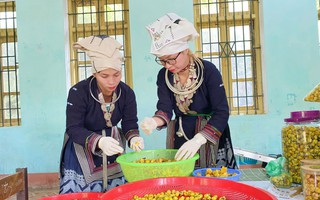 Hướng đi “thoát nghèo” cho phụ nữ dân tộc thiểu số từ cây trà hoa vàng