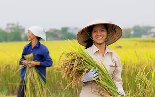Trước động thái của Indonesia, nhóm cổ phiếu gạo diễn biến ra sao?