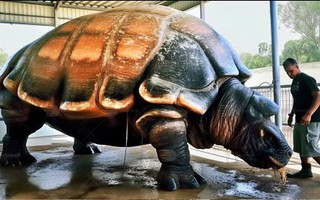 Cứ ngỡ “cụ rùa” Tây Du Ký là tưởng tượng, hóa ra "bản real" dài 5m từng sống trên Trái đất 