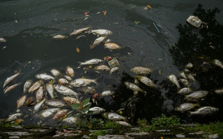 Hà Nội: Người dân nhăn mặt trước cảnh cá chết hàng loạt, bốc mùi hôi thối nồng nặc tại Hồ Tây