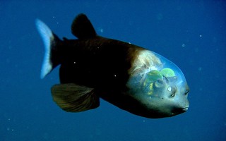 Đâu là lời giải cho hình thù "quái dị" của những loài cá sống dưới vùng biển sâu?