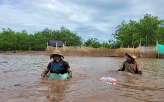 Những người phụ nữ ngâm mình dưới bùn lầy, săn sản vật ở rừng ngập mặn Ninh Bình