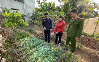 Sơn La: Tổ chức 86 hội nghị tuyên truyền nhân dân xóa bỏ trồng và tái trồng cây có chứa chất ma túy