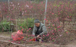 Vườn đào Nhật Tân rực rỡ, nhộn nhịp ngày cận Tết: Người trồng phấn khởi vì "được mùa, được giá"
