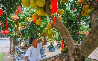 TPHCM: Bưởi Diễn tiền triệu tràn ngập đường chờ Tết