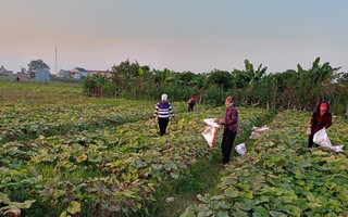 Thái Bình lan tỏa Mô hình sáng tạo "Mượn ruộng trồng cây vụ đông gây quỹ Hội" 