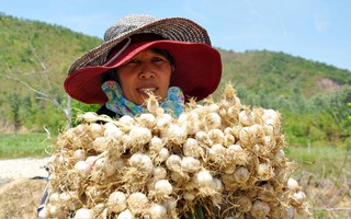 Ăn tại ruộng, nông dân đảo Lý Sơn hối hả chuẩn bị 
vụ tỏi mới