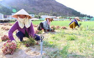 Nữ nông dân huyện đảo Lý Sơn "làm không công" vì hành tím rớt giá