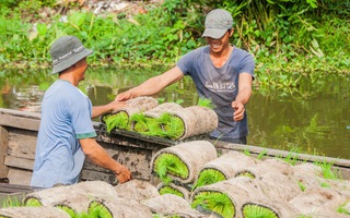 Cơ giới hóa trong trồng lúa ở miền Tây