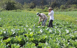 Lao Cai: Đẩy mạnh phát triển vùng sản xuất rau xanh an toàn