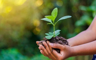 Thủ tướng ra chỉ thị về tổ chức “Tết trồng cây đời đời nhớ ơn Bác Hồ”