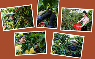 Phát triển sinh kế bền vững cho phụ nữ dân tộc thiểu số trồng cà phê tại Sơn La