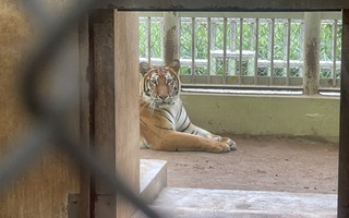 Ý kiến trái chiều về vấn đề nuôi nhốt động vật tại Vườn thú Hà Nội: Lãnh đạo Vườn thú nói gì?