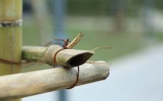 Hà Nội: Quận Ba Đình chỉ đạo xử lý công trình "rừng trúc" có đầu nhọn nguy hiểm