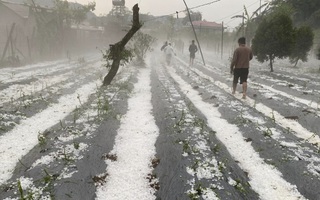 Sơn La: Mưa đá gây thiệt hại lớn về hoa màu