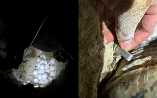 Rùa xanh từ Malaysia "vượt ngàn hải lý" đến Côn Đảo đẻ 108 quả trứng