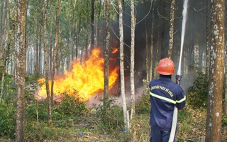 Tiếp tục quyết liệt triển khai có hiệu quả các biện pháp phòng cháy, chữa cháy rừng trên phạm vi cả nước