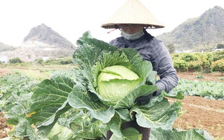 Phụ nữ dân tộc thiểu số Sơn La phát triển mô hình trồng rau trái vụ