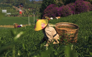 Những "bóng hồng" tần tảo trên đồi chè Lâm Đồng