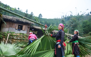 Độc đáo mái nhà lợp bằng lá cọ của người Tày