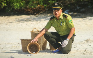 Những “người cha nuôi” của rùa biển ở Côn Đảo