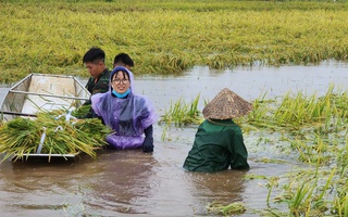 Phụ nữ Hà Nội tham gia đắp đê, hỗ trợ nhân dân chống lũ