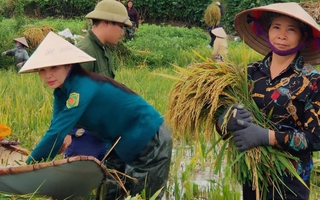 Phú Thọ: Huy động cán bộ, hội viên xuống đồng giúp người gặt lúa chạy ngập