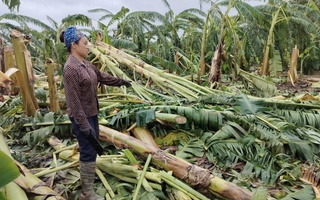 Nông dân trồng chuối ở Hưng Yên: Còn người còn của, bình tĩnh khắc phục hậu quả bão lũ