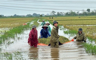 Hà Nội: Hơn 100 chiến sĩ cảnh sát cơ động lội ruộng gặt lúa giúp người dân