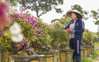 "Gieo" thú chơi hoa giấy bonsai trên đất Bắc