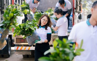 Từ cam kết đến hành động: ABBANK hoàn thành mục tiêu tặng 100.000 cây quế cho người dân Yên Bái